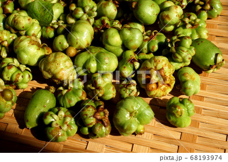 薬用酒の材料になるマタタビの実 68193974