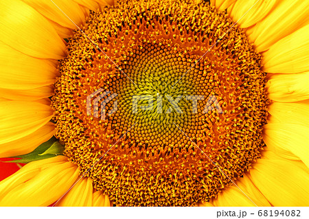 Sunflower petals in close-up as patterns and full-screen textures as background. Macro Sunflower petals in close-up as patterns and full-screen textures as background. Macro 68194082