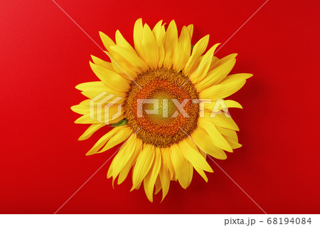Sunflower yellow on a red background top view. Free space for copying. 68194084