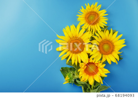 Blooming yellow sunflowers on a blue background. 68194093
