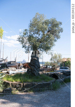 Oldest olive tree, Slovenia adriatic sea nature. Green leaves. 68194312