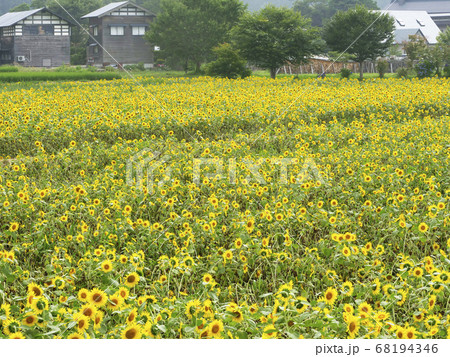 自然風景植物写真 秋田田沢湖町の向日葵畑 黄色の絨毯 自然風景植物写真 秋田田沢湖町の向日葵畑 黄色の絨毯 68194346