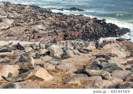 african carnivore brown seal in Cape Cross, 68194569