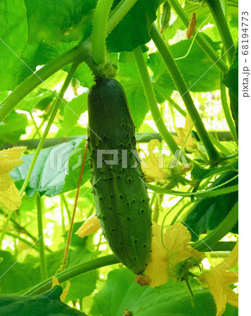Cucumber plant on greenhouse Cucumber plant on greenhouse 68194773