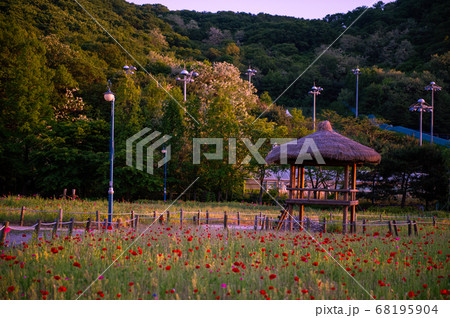 花 公園 ケシ 68195904