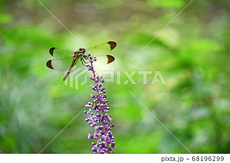 ヤブランに止まるノシメトンボ 68196299