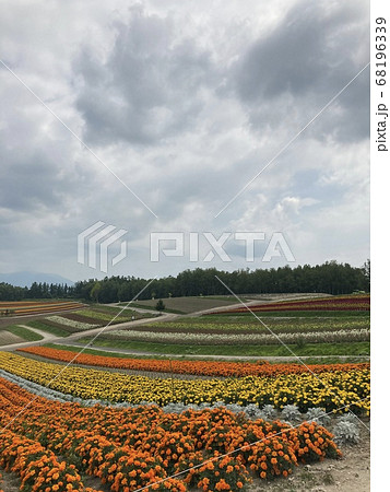 美瑛の素晴らしい花畑 68196339
