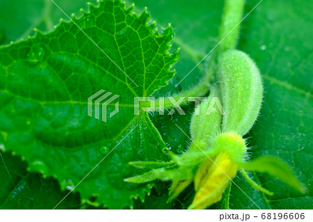 Small cucumber with flower and green leaf. Small cucumber with flower and green leaf. 68196606