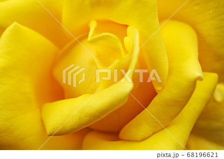 Beautiful delicate yellow flower of rose Beautiful delicate yellow flower of rose 68196621