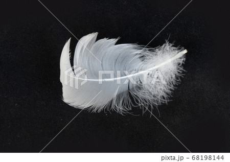 white feathers over black white feathers over black 68198144