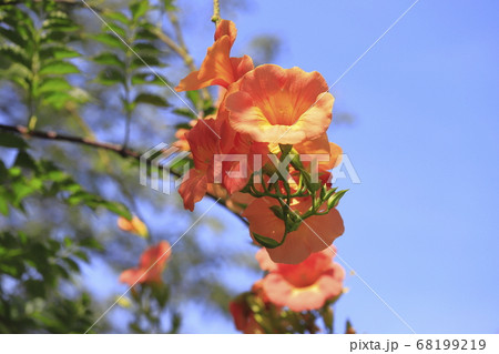 オレンジ色のノウゼンカズラの花の写真素材