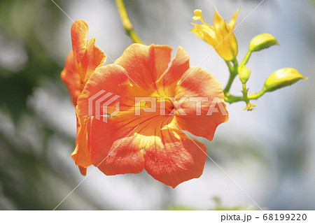 オレンジ色のノウゼンカズラの花 68199220