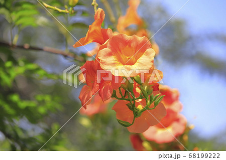 オレンジ色のノウゼンカズラの花の写真素材