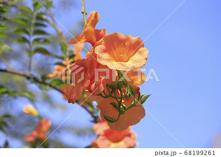 オレンジ色のノウゼンカズラの花 の写真素材