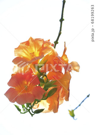 オレンジ色のノウゼンカズラの花 の写真素材 オレンジ色のノウゼンカズラの花 の写真素材