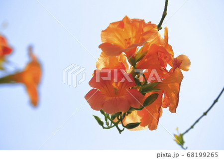 オレンジ色のノウゼンカズラの花 の写真素材