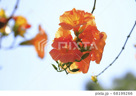 オレンジ色のノウゼンカズラの花 オレンジ色のノウゼンカズラの花 68199266