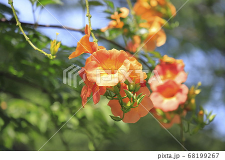 オレンジ色のノウゼンカズラの花 の写真素材