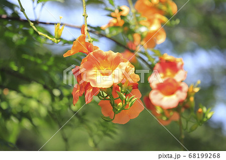 オレンジ色のノウゼンカズラの花 の写真素材