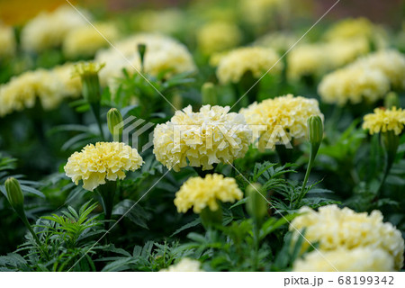 クリーム色のマリーゴールドの花の写真素材