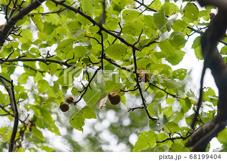 樹上のヤマナシの実 68199404