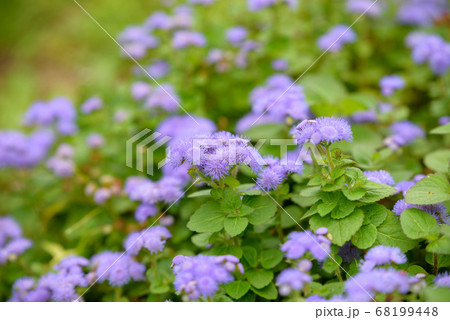 紫色のアゲラタムの花の写真素材