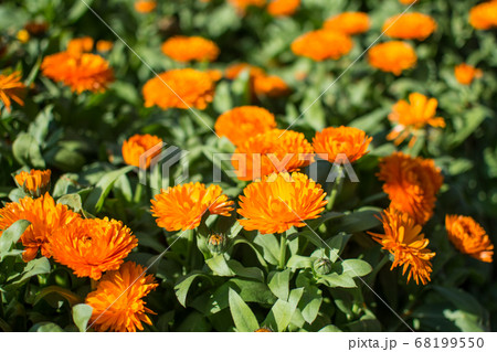 Orange flowers in the garden. Orange flowers in the garden. 68199550