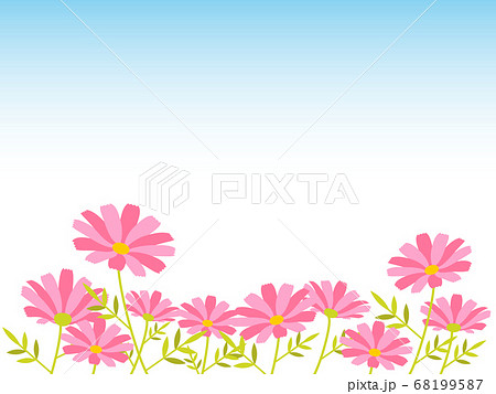 가을의 꽃 코스모스가 피어있는 풍경 - 스톡일러스트 [68199587] - Pixta