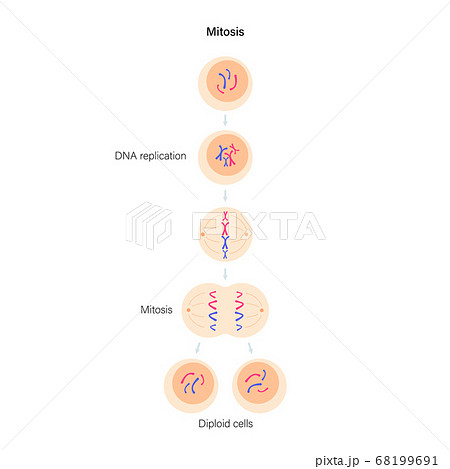 Mitosis cell division. Mitosis cell division. 68199691