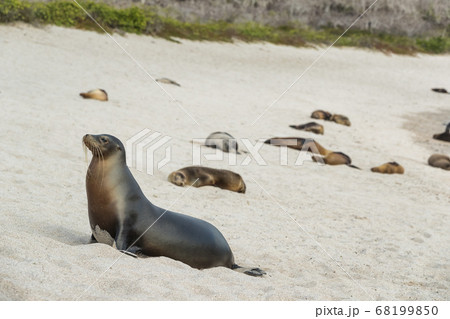 Galapagos Sea Lion in sand lying on beach. Many Galapagos Sea Lions on cruise ship adventure travel holidays vacation, La loberia beach, San Cristobal, Galapagos, Ecuador, South America. Galapagos Sea Lion in sand lying on beach. Many Galapagos Sea Lions on cruise ship adventure travel holidays vacation, La loberia beach, San Cristobal, Galapagos, Ecuador, South America. 68199850