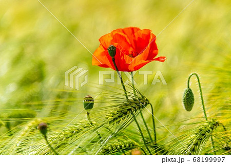 Red poppy blossom and small poppyheads hidden in the corn field 68199997