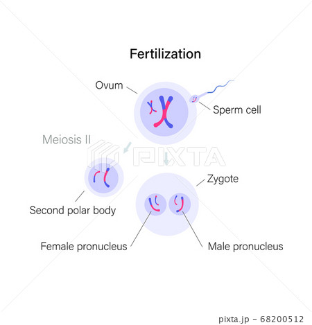 Reproductive system concept Reproductive system concept 68200512
