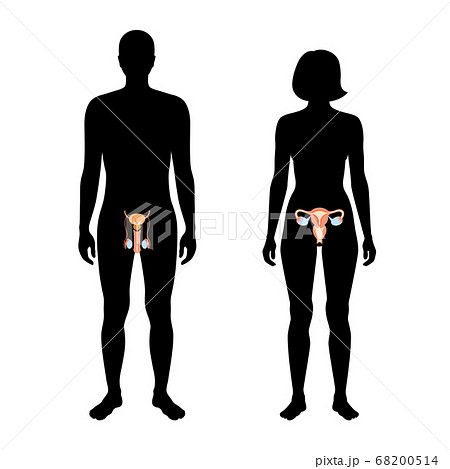 Reproductive system concept Reproductive system concept 68200514