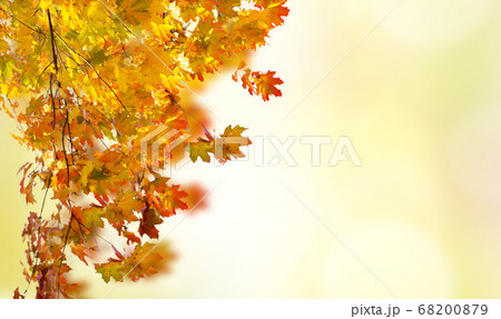 fall leaves 68200879