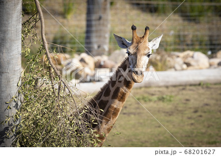 A young Giraffe eating leaves in a field A young Giraffe eating leaves in a field 68201627
