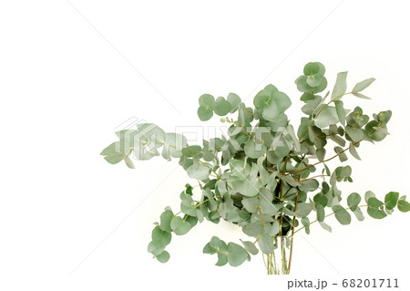 A bunch of twigs green eucalyptus in a glass jar on the table. 68201711