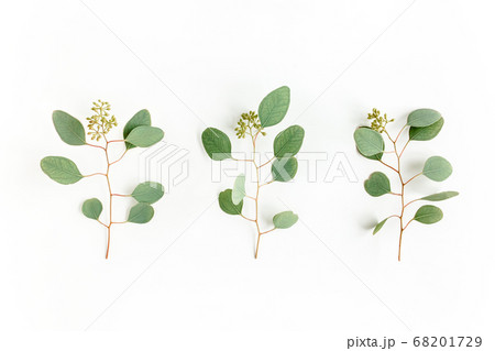 Set of eucalyptus leaves and eucalyptus branches with fruits in the form of berries on white background. Flat lay, top view. floral concept 68201729