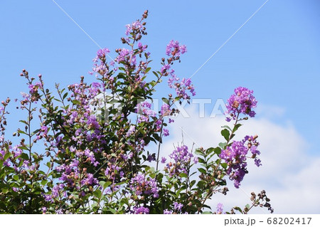 サルスベリの花 68202417
