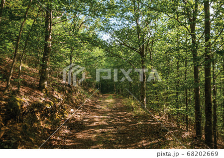 Dirt trail passing through green leafy beech 68202669