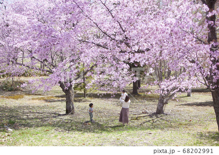 桜の木の下で遊ぶ家族 桜の木の下で遊ぶ家族 68202991
