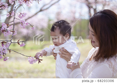 桜の木の下の親子 68203306