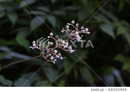 ヤブミョウガの花の写真素材