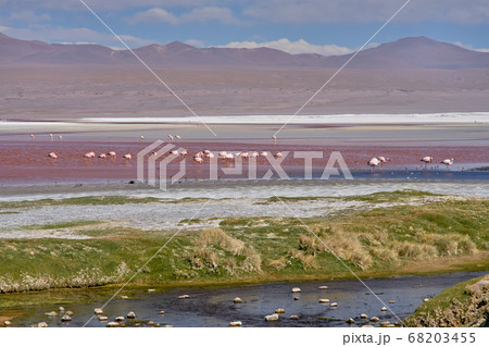 Red waters and flamingos at Colorada Lagoon - South of Bolivia. Red waters and flamingos at Colorada Lagoon - South of Bolivia. 68203455