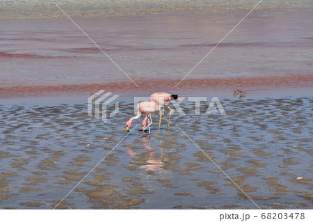 Red waters and flamingos at Colorada Lagoon - South of Bolivia. Red waters and flamingos at Colorada Lagoon - South of Bolivia. 68203478
