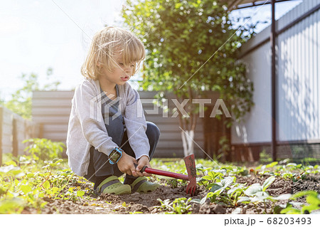 Adorable little kid helping parents to grow vegetables and having fun. Adorable little kid helping parents to grow vegetables and having fun. 68203493