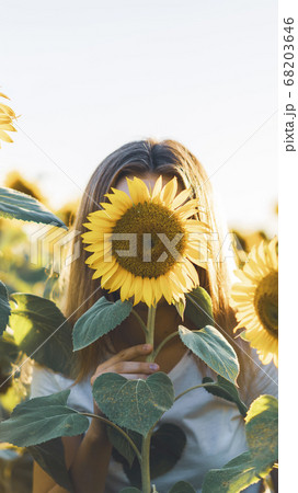 Young beautiful woman having fun in a sunflower field Young beautiful woman having fun in a sunflower field 68203646