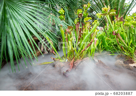 Carnivorous plants in the huge botanical garden, plant exhibition, nature concept 68203887