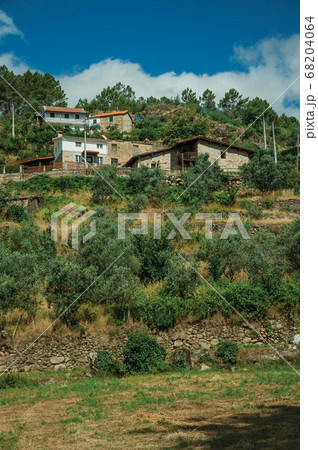 Rustic houses on hill with terraced olive trees Rustic houses on hill with terraced olive trees 68204064