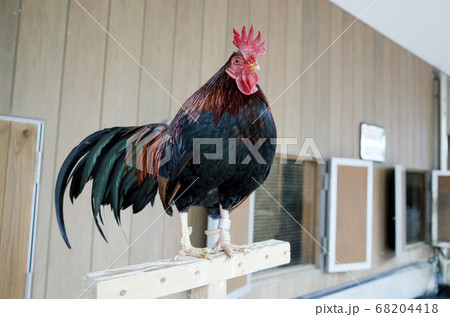 尾とトサカが立派な鶏 68204418