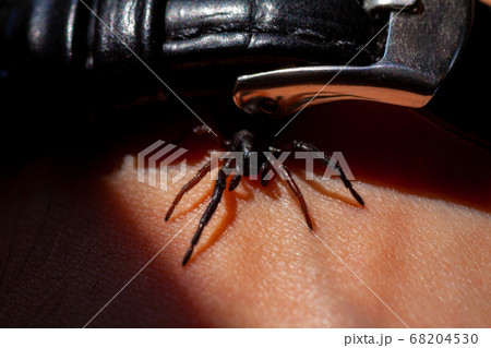 a small poisonous spider on the arm 68204530